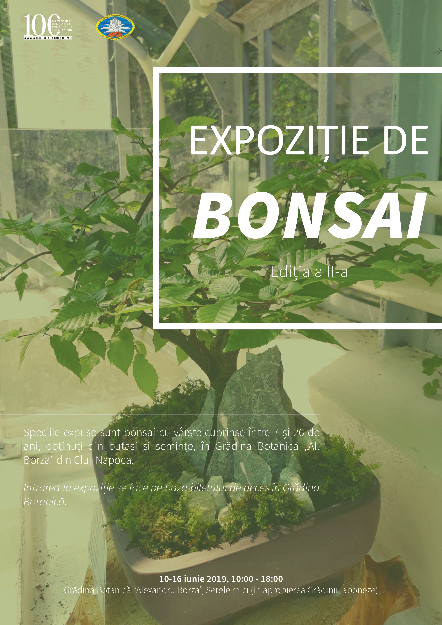 ExpoziÈ›ie De Bonsai OrganizatÄƒ La Ubb Newsubb