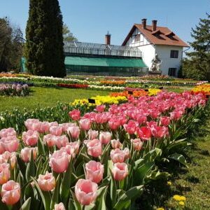 Grădina Botanică „Alexandru Borza” a UBB celebrează un secol de când este deschisă publicului