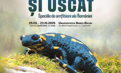 Lumea fascinantă a amfibienilor din România, descoperită pe pietonala UBB