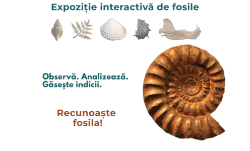 Incursiune în lumea fosilelor: Muzeul de Paleontologie UBB participă la Noaptea Cercetătorilor Europeni 2026